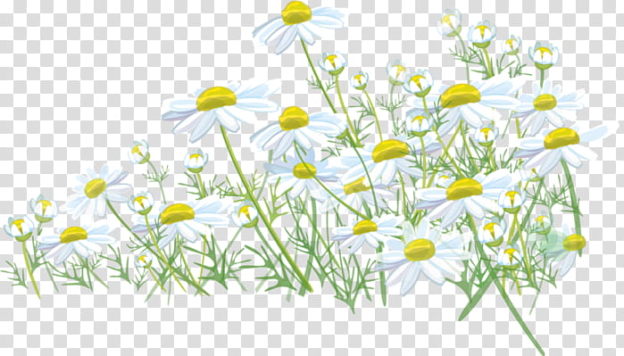 Floral Flower, Common Daisy, Meadow, Lawn, Grass, Roman Chamomile, Wildflower, Oxeye Daisy transparent background PNG clipart
