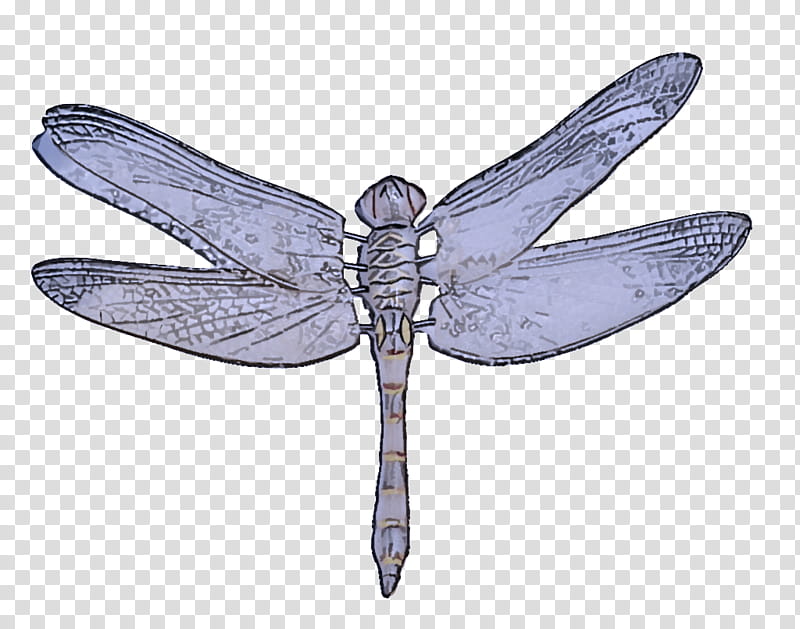 insect dragonflies and damseflies dragonfly wing membrane-winged insect, Membranewinged Insect, Symmetry transparent background PNG clipart