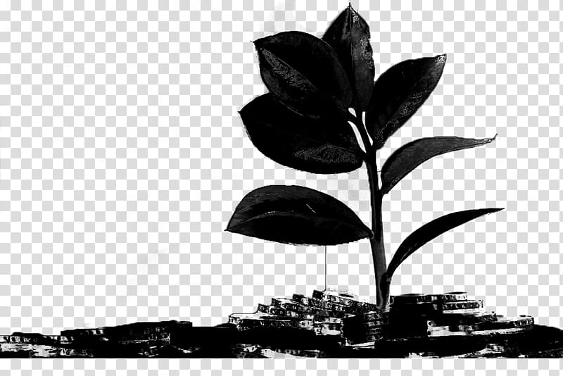 Banana Black And White, Black White M, Flower, Leaf, Blackandwhite, Plant, Tree, Plant Stem transparent background PNG clipart
