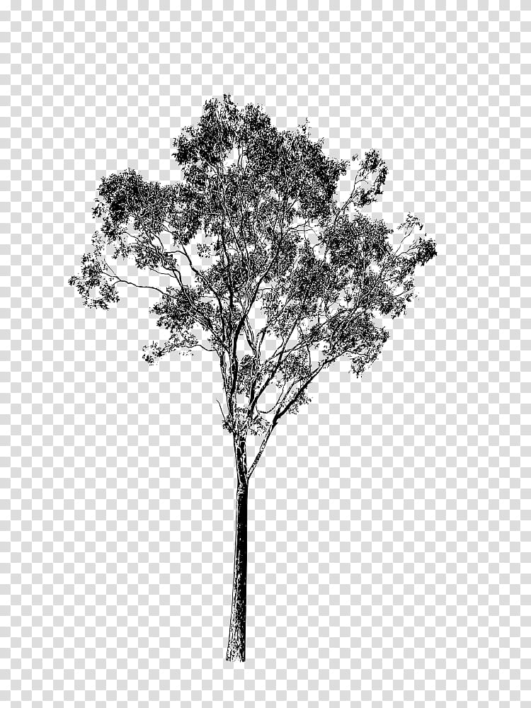 Tree Trunk Drawing, Branch, Tasmanian Blue Gum, Silhouette, Pentekening, Pencil, Gum Trees, Woody Plant transparent background PNG clipart