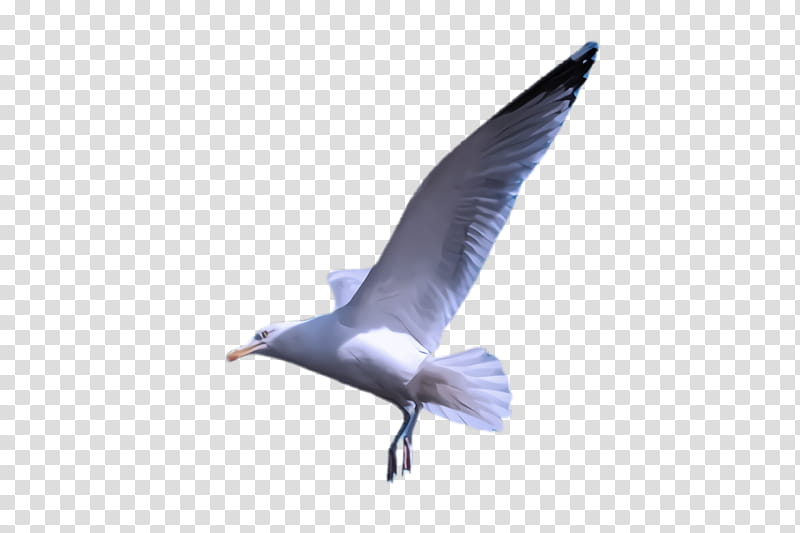 Feather, Bird, Common Tern, Wing, Beak, Gull, Seabird, Tail transparent background PNG clipart