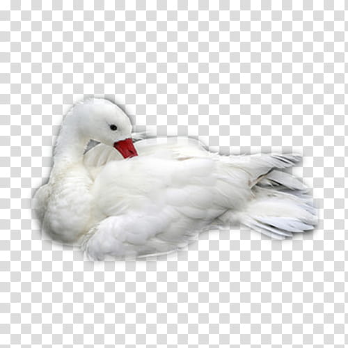 white duck illustration transparent background PNG clipart