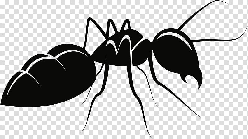 Ant, Insect, Drawing, Black Garden Ant, Carpenter Ant, Black And White
, Pest, Line transparent background PNG clipart