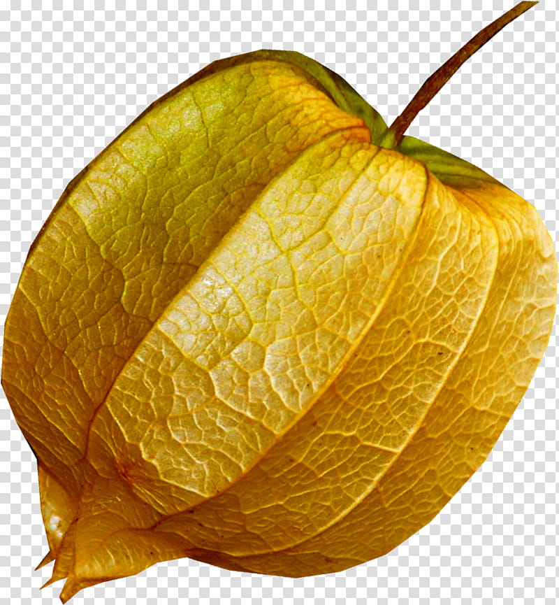Chinese Lantern, Peruvian Groundcherry, Vegetarian Cuisine, Fruit, Food, Berries, Physalis Pubescens, Dried Fruit transparent background PNG clipart