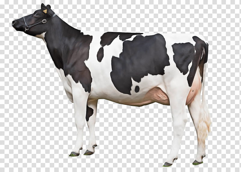 dairy cow bovine animal figure cow-goat family live, Cowgoat Family, Live, Calf, Blackandwhite, Fawn transparent background PNG clipart