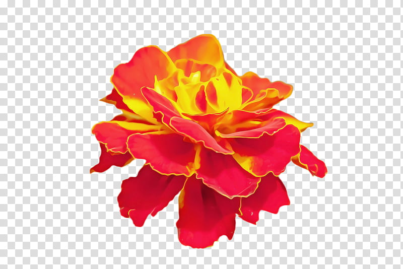 Pink Flower, Marigold, Blossom, Bloom, Flora, Petal, Rose, Red transparent background PNG clipart