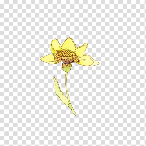yellow petaled flower transparent background PNG clipart