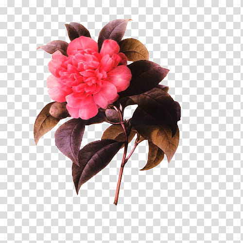 Vintage Flora Items, pink camellia flower in bloom illustration transparent background PNG clipart