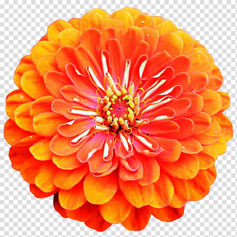 Pinkish Orange Zinnia transparent background PNG clipart