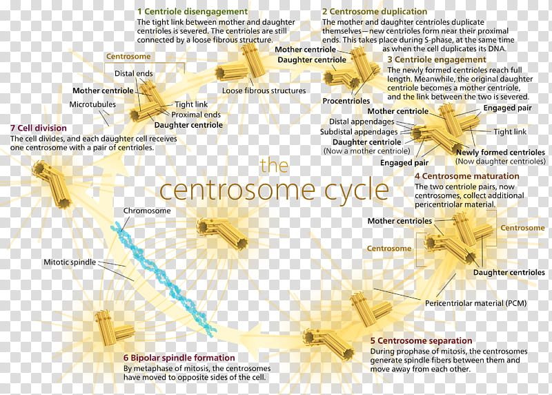 Centrosome And Centriole Yellow, Centrosome Cycle, Microtubule Organizing Center, Cell, Mitosis, Cell Division, Cell Cycle, Spindle Apparatus transparent background PNG clipart