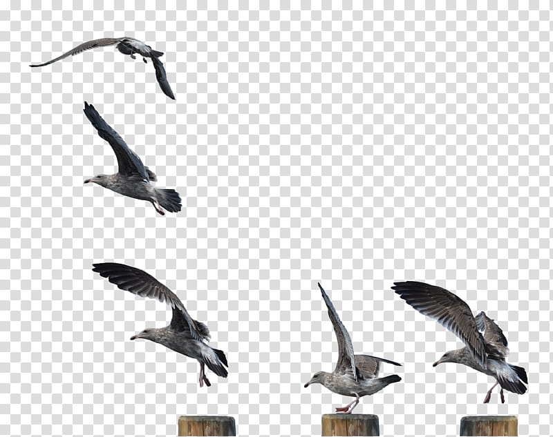 Seagull Landing Take Off  , seagull transparent background PNG clipart