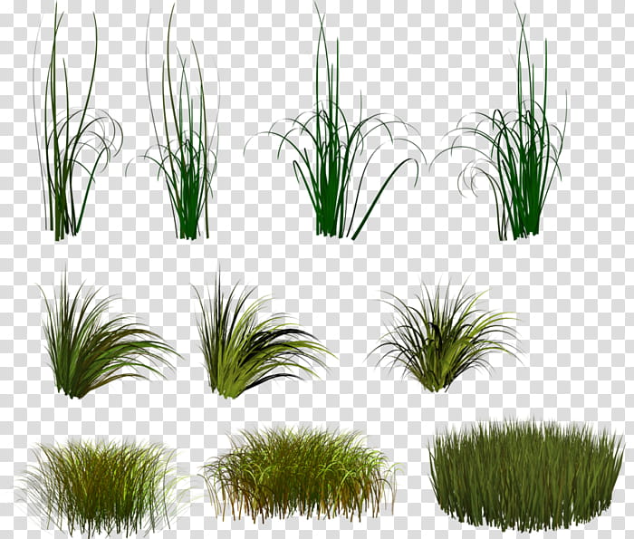 Family Tree, Vetiver, Plants, Cartoon, Chrysopogon, Grass, Grass Family, Vegetation transparent background PNG clipart