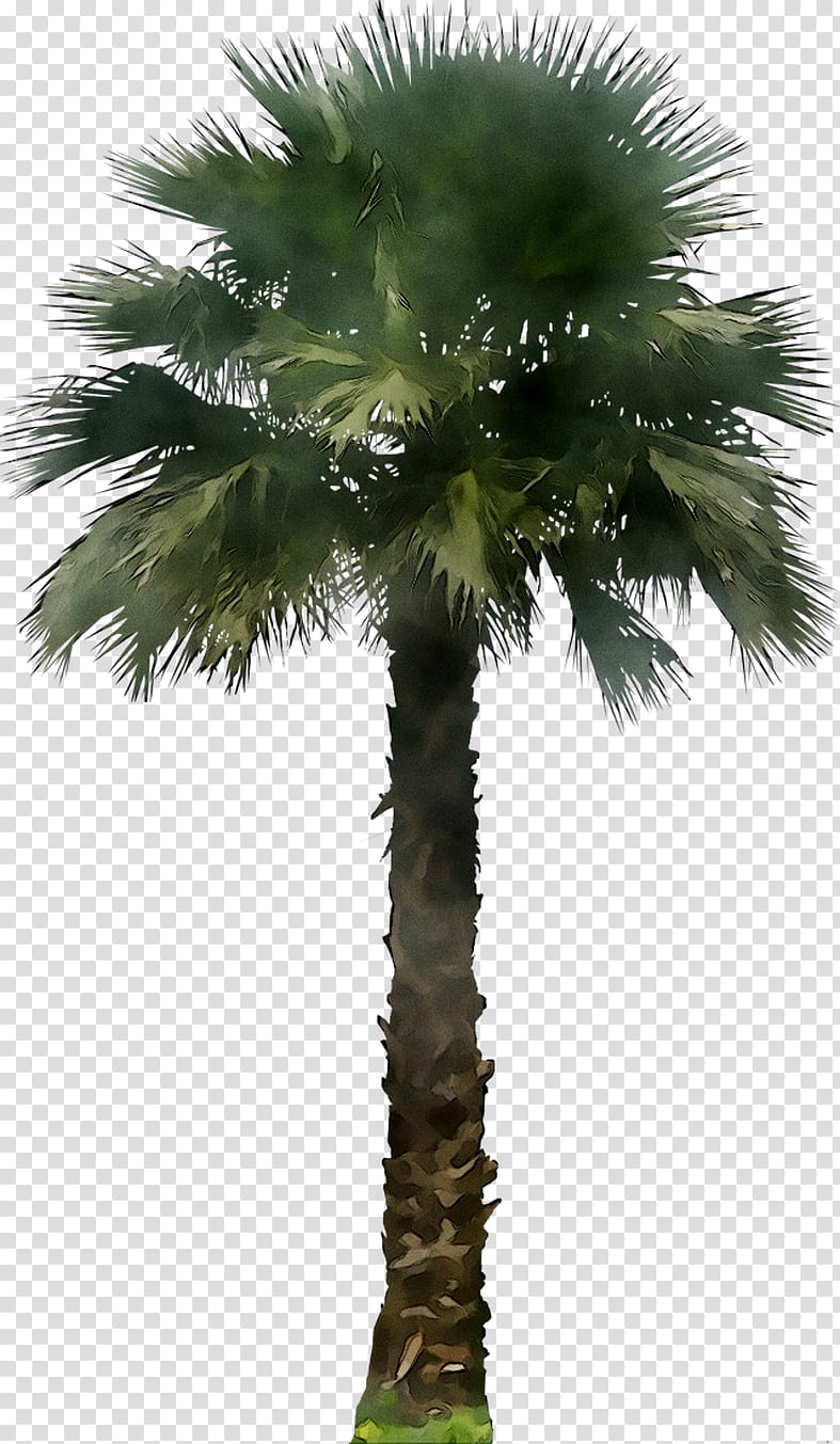 Coconut Tree, Palm Trees, Kentia Palm, Washingtonia Palm, Mexican Fan Palm, Plants, Adonidia Merrillii, Roystonea Regia transparent background PNG clipart