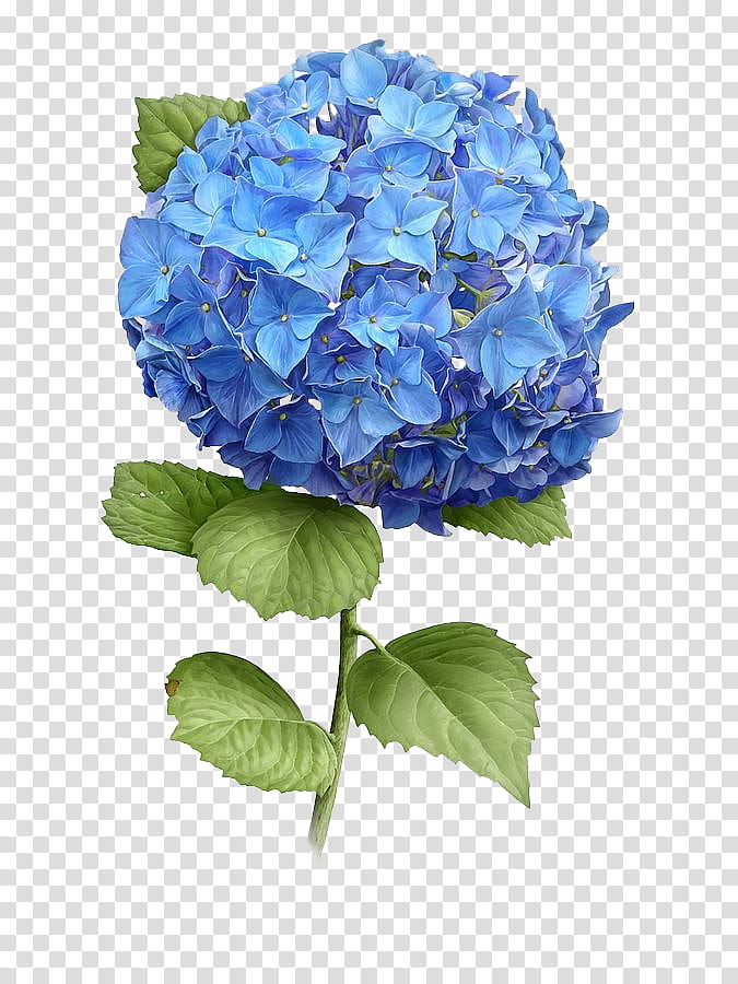 Hydrangeas, blue petaled flowers transparent background PNG clipart