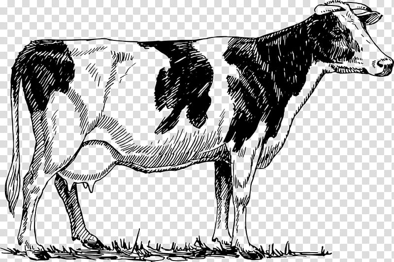 Drawing Of Family, Holstein Friesian Cattle, Ayrshire Cattle, Highland Cattle, Farm, Dairy Cattle, Calf, Dairy Farming transparent background PNG clipart