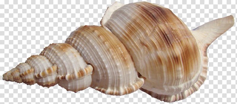 seashell , gray and brown seashell transparent background PNG clipart