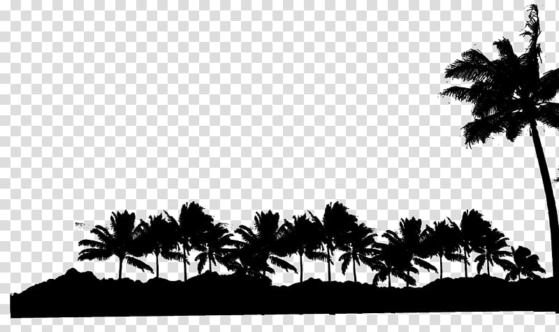 Black And White Flower, Asian Palmyra Palm, Black White M, Palm Trees, Leaf, Silhouette, Computer, Borassus transparent background PNG clipart