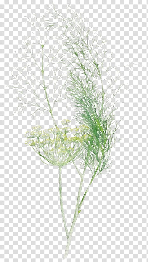 grass plant leaf grass family white pine, Watercolor, Paint, Wet Ink, Branch, Flower, Twig, Dill transparent background PNG clipart