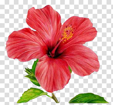Plants X, red hibiscus flower transparent background PNG clipart