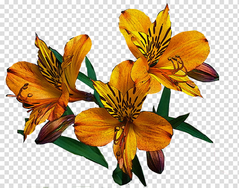 Flowers, Lily Of The Incas, Cut Flowers, Lily M, Plant, Peruvian Lily, Petal transparent background PNG clipart
