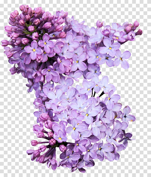 Lavender, Lilac, Purple, Violet, Flower, Cut Flowers, Petal, Plant transparent background PNG clipart