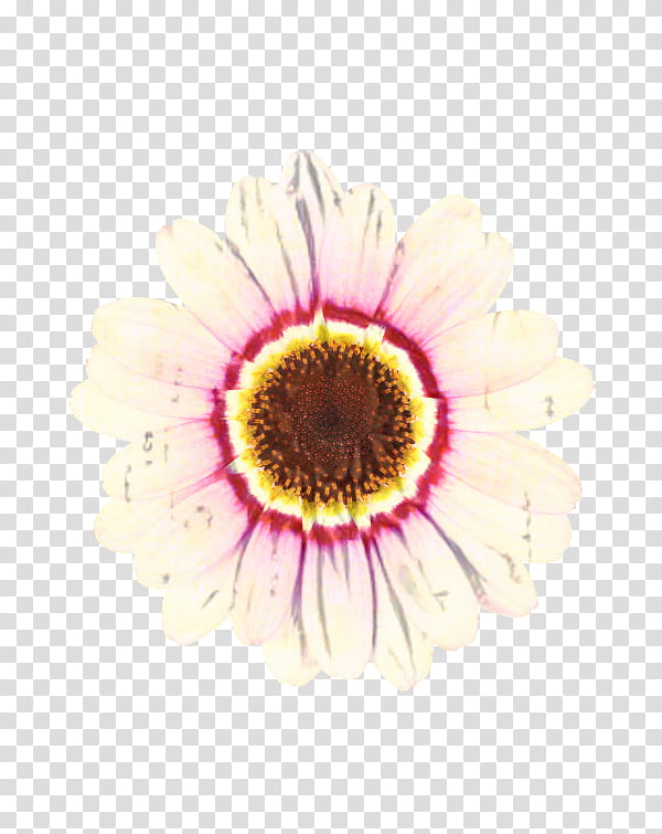 Flowers, Transvaal Daisy, Marguerite Daisy, Chrysanthemum, Oxeye Daisy, Daisy Family, Cut Flowers, Petal transparent background PNG clipart