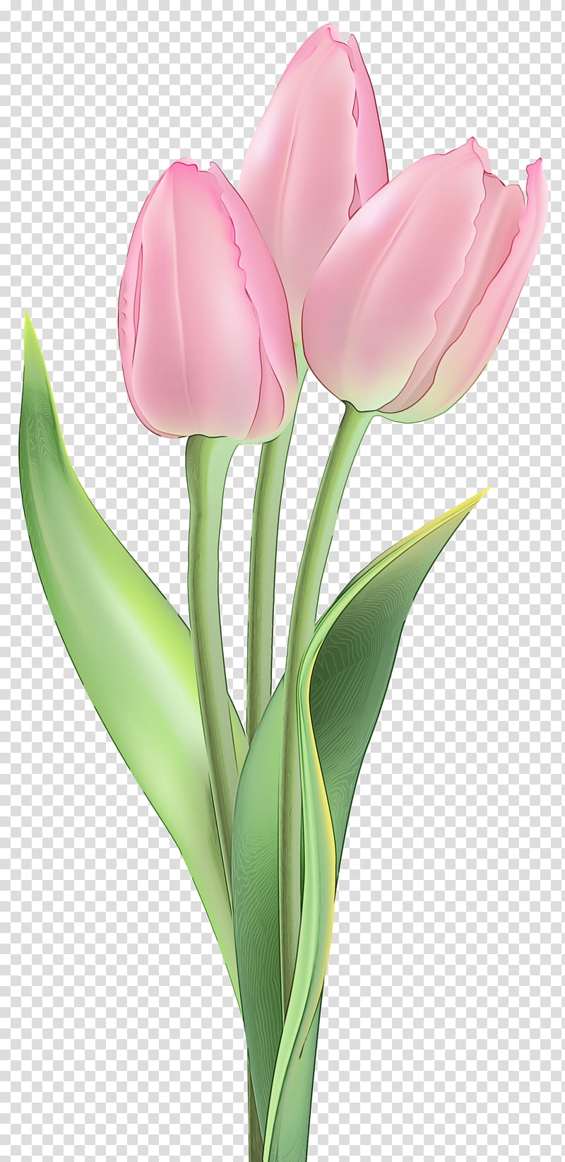 flower tulip flowering plant petal plant, Watercolor, Paint, Wet Ink, Cut Flowers, Pink, Tulipa Humilis, Lily Family transparent background PNG clipart