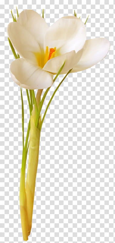 White Lily Flower, Floral Design, Cut Flowers, Tulip, Yellow, Petal, Rose, Plant Stem transparent background PNG clipart