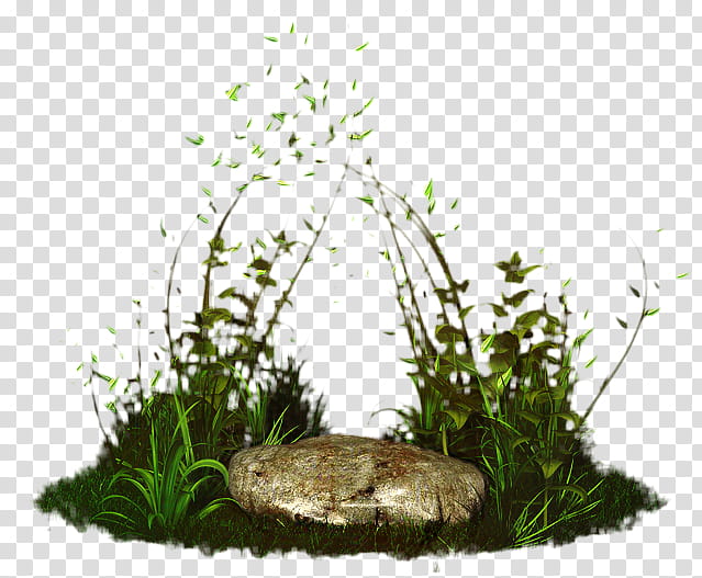 Rock, Grass, Grasses, Tree, Herb, Aquarium Decor, Plant, Moss transparent background PNG clipart