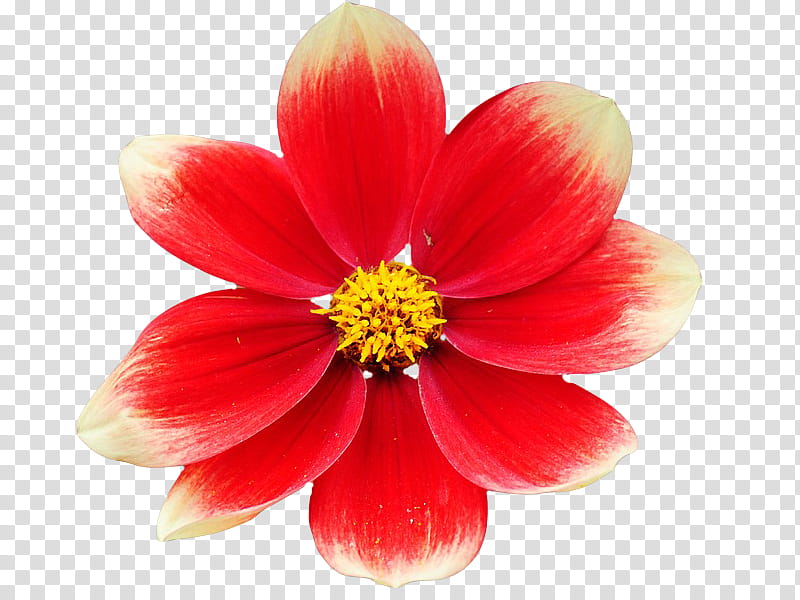 , red and white dahlia flower isolated on black background transparent background PNG clipart