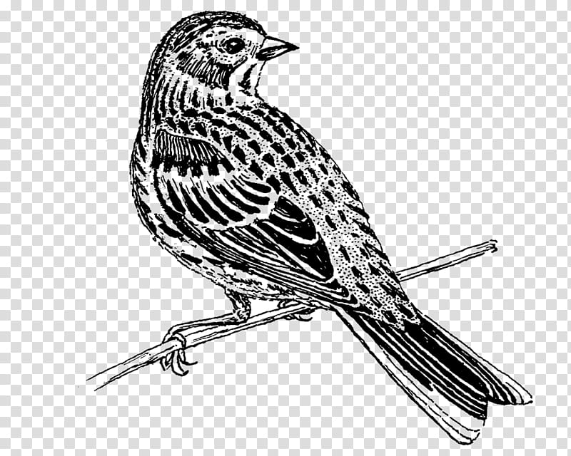 Book Black And White, House Sparrow, Coloring Book, Finches, Drawing, American Sparrows, Beak, Paint transparent background PNG clipart