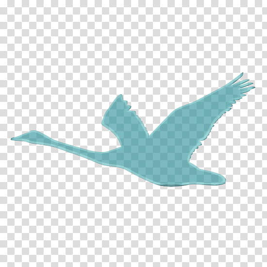 Bird Logo, Beak, Swans, Goose, Duck, Water Bird, Ducks, Feather transparent background PNG clipart