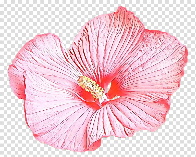 petal hibiscus flower pink hawaiian hibiscus, Chinese Hibiscus, Plant, Swamp Rose Mallow transparent background PNG clipart