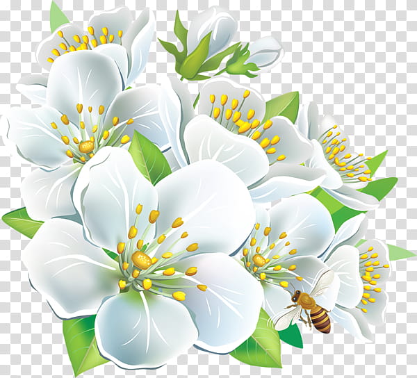 NATURE S ARCHIVES, white flower art transparent background PNG clipart