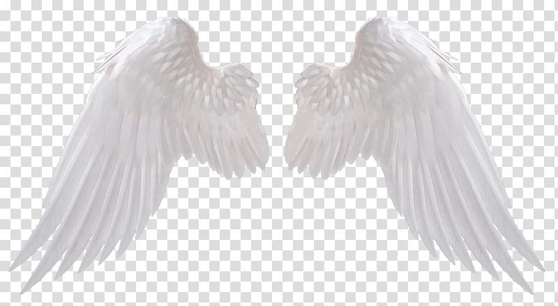 Angel Wings transparent background PNG clipart