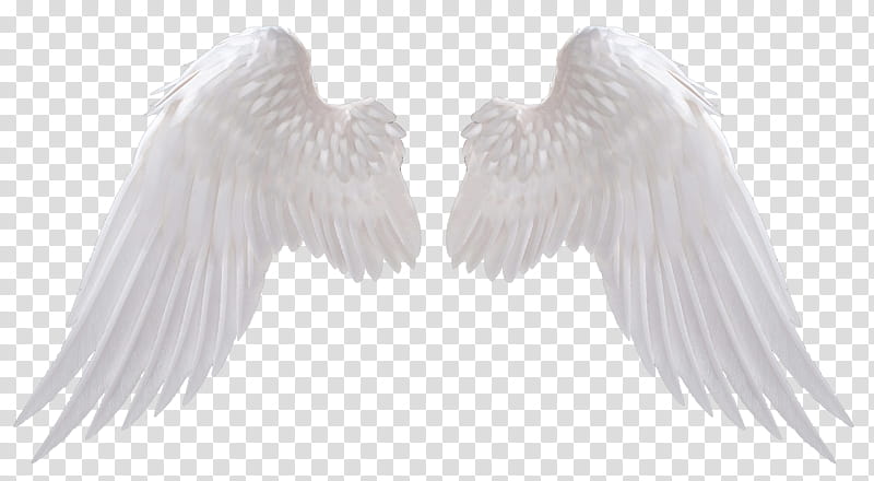 Free: Anime Render Download - Male Dark Angel, HD Png Download