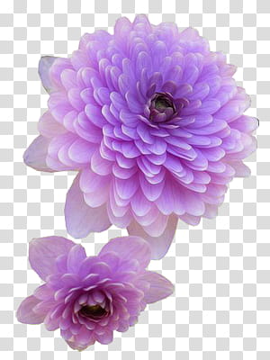 K WATCHERS Gift , purple flowers transparent background PNG clipart
