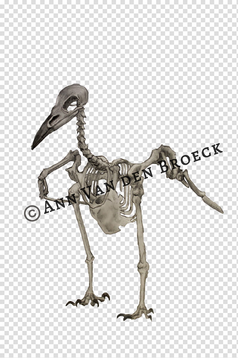 Cartoon Bird, Skeleton, Figurine, Water Bird, Velociraptor transparent background PNG clipart