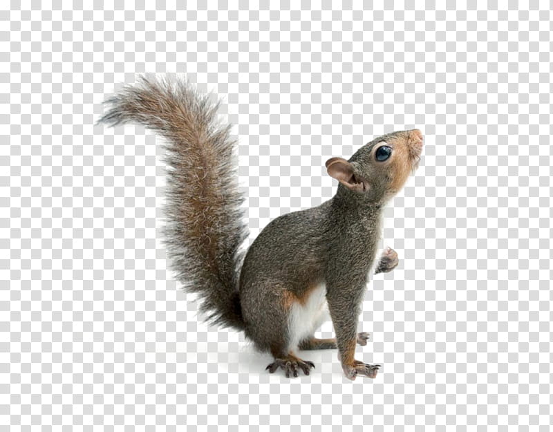 Fox, Squirrel, Eastern Gray Squirrel, Red Squirrel, Western Gray Squirrel, Animal, Sciurus, Ground Squirrels transparent background PNG clipart