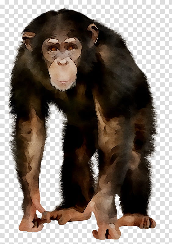 Monkey, Chimpanzee, Western Gorilla, Ape, Great Apes, Common Chimpanzee, Old World Monkey, Macaque transparent background PNG clipart