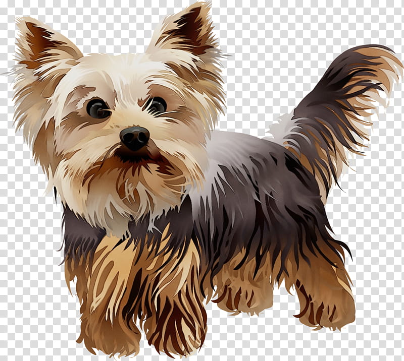 dog dog breed yorkshire terrier terrier companion dog, Watercolor, Paint, Wet Ink, Biewer Terrier transparent background PNG clipart