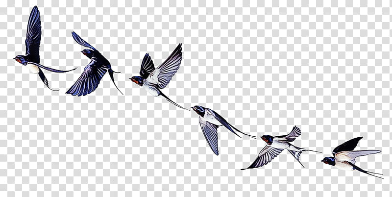 Hummingbird, Wing, Swallow, Beak, European Swallow, Perching Bird, Plant transparent background PNG clipart