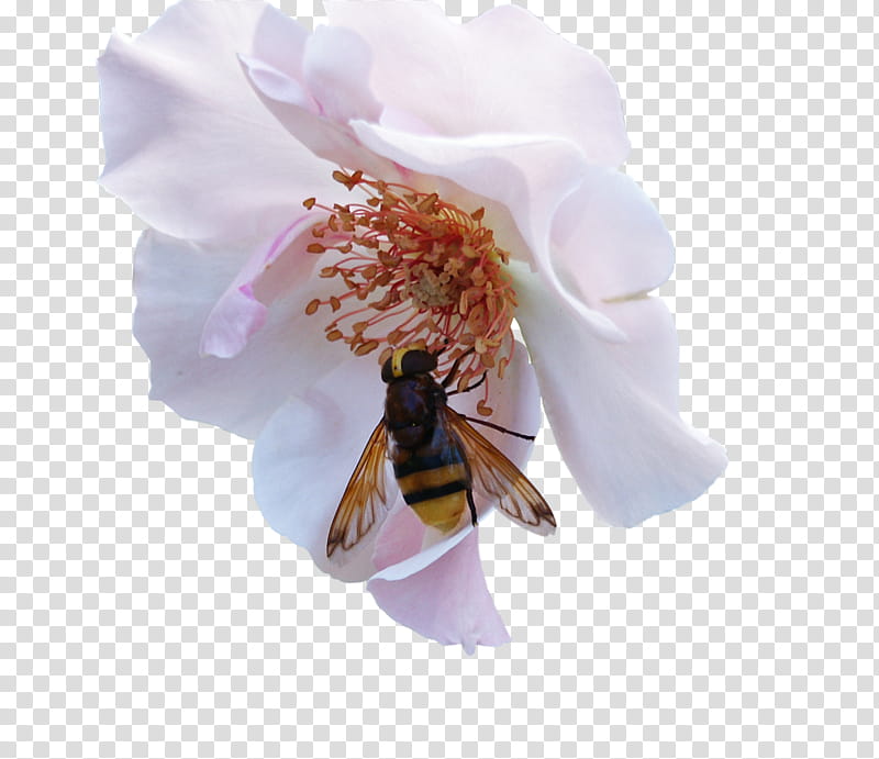 Visiteuse, yellow bee on flower transparent background PNG clipart