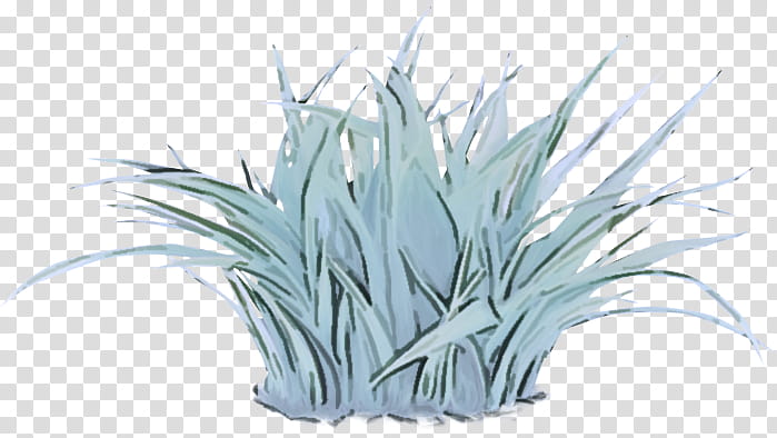 white grass plant grass family flower, Agave, Yucca, Perennial Plant transparent background PNG clipart