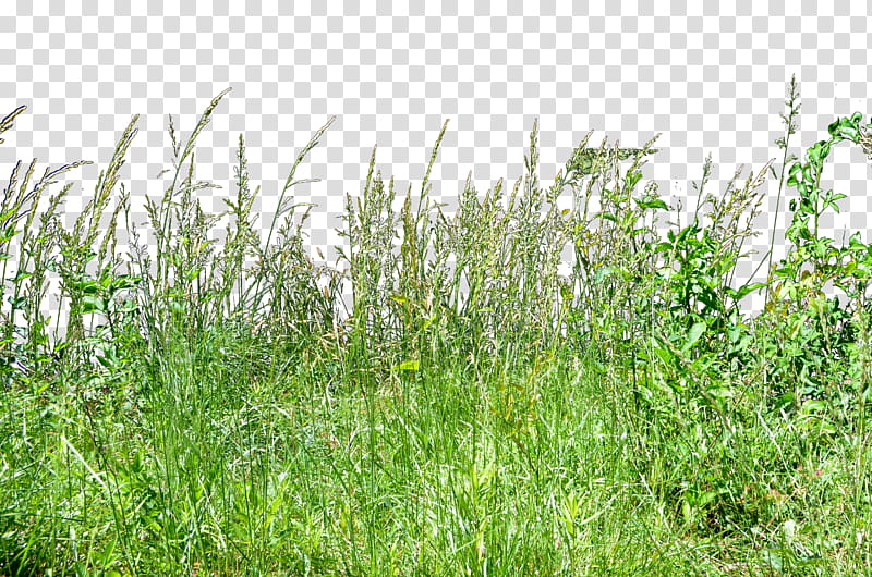 Tall Wheat Grass  copy transparent background PNG clipart