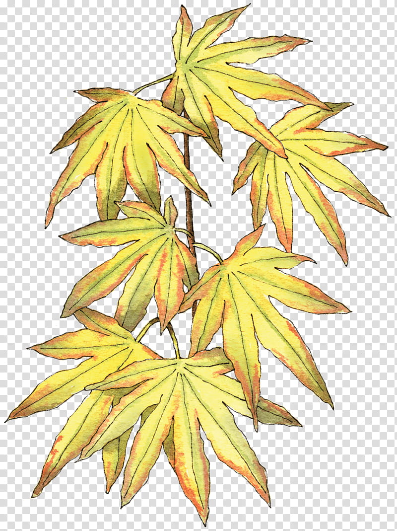Family Tree, Maple Leaf, Japanese Maple, Berkeley Horticultural Nursery, Habit, Wig, Shape, Color transparent background PNG clipart