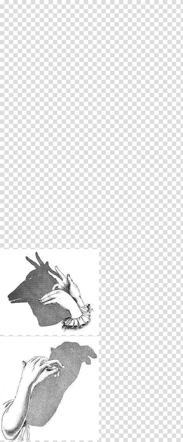 Cartoon Bird, Drawing, Rodriguez Jr, Shadow, Hand, Shadowgraph, Black And White
, Tail transparent background PNG clipart