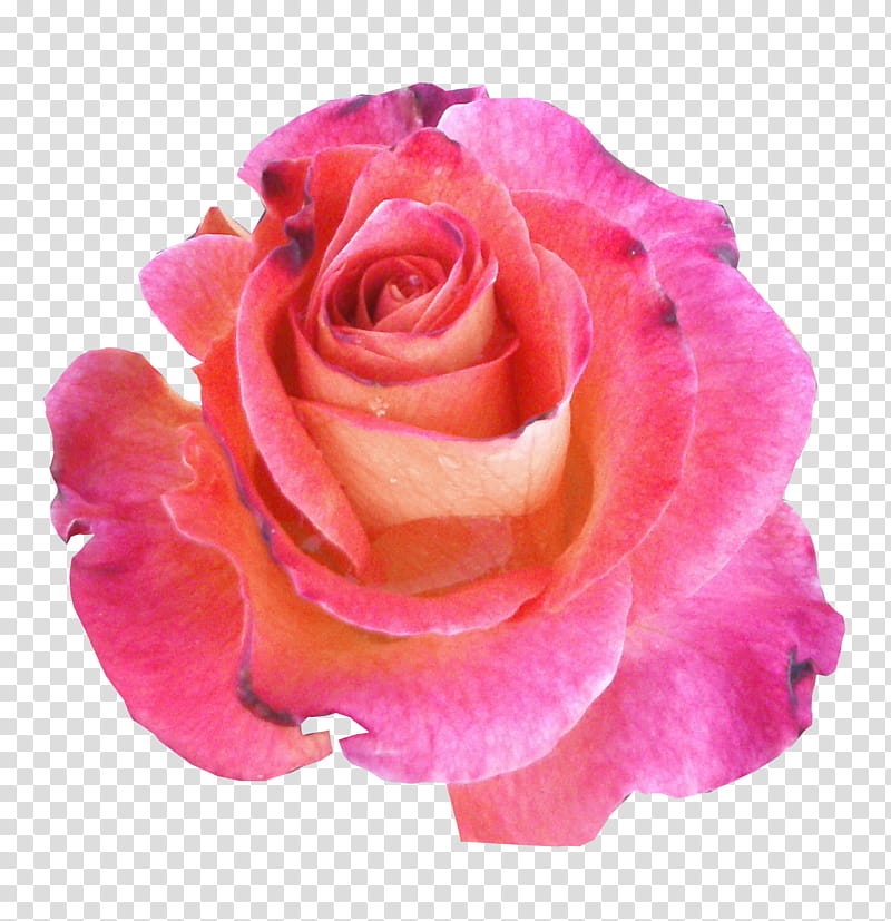Miscellaneous Roses , pink and red petaled flower transparent background PNG clipart