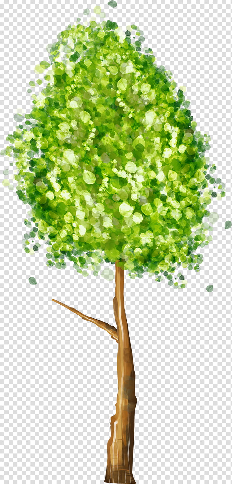 Neem Tree Drawing, Sacred Fig, Banyan, Weeping Fig, Mahogany, Bonsai, Fig Trees, Woody Plant transparent background PNG clipart