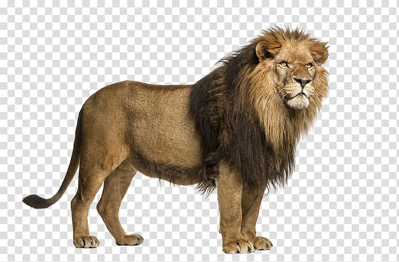Adult lion on a background, brown lion transparent background PNG clipart